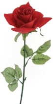 single-red-rose333
